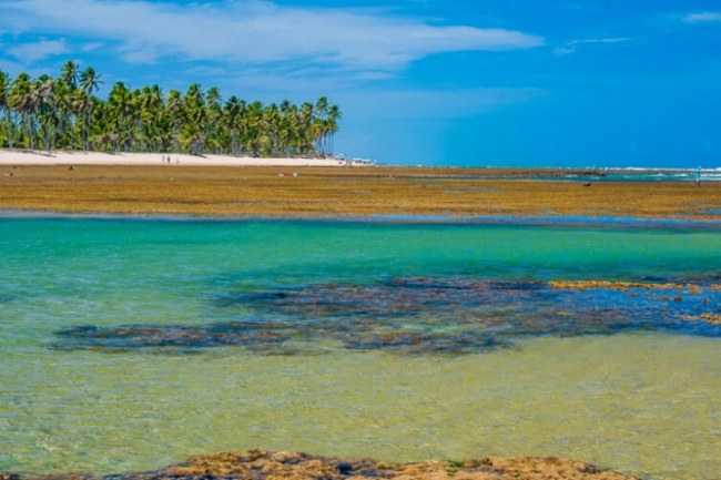 Melhores praias da Praia do Forte