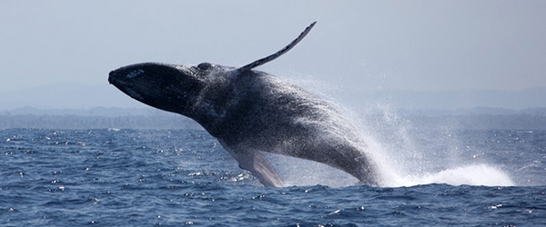 Na Praia do Forte, baleias jubarte costumam proporcionar verdadeiros espetáculos.