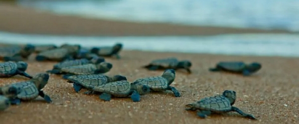 As pequenas tartarugas marinhas, desovadas na Praia do Forte, são protegidas pelo Projeto Tamar.
