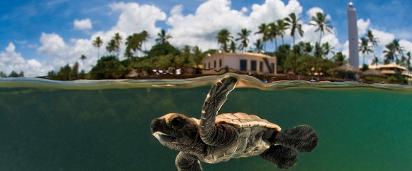 A Praia do Forte é famosa por abrigar tartarugas-marinhas, espécie ameaçada de extinção.